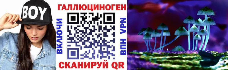 где купить Новопавловск Псилоцибиновые грибы Psilocybe